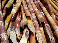 Venezuelan sugar cane (Saccharum) harvested for processing.
