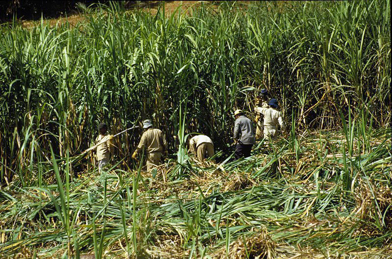 Harvesting of sugarcane on Mauritius.