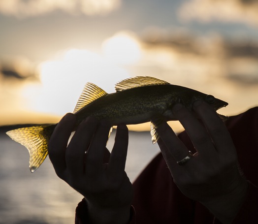 A walleye caught during a fishing expedition with Twin Pines Resort on Mille Lacs Lake Monday, August 3, 2015
