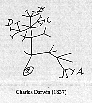 Darwin's 1837 Sketch