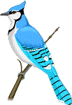 Bluejay.