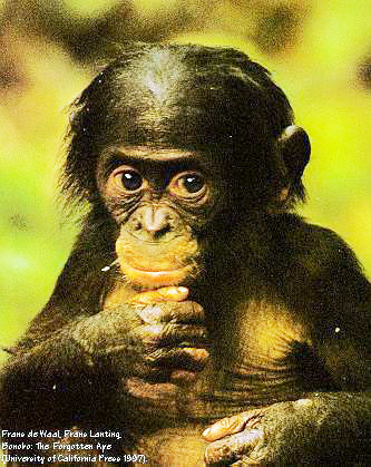 Bonobo