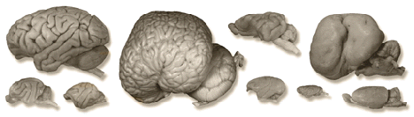 Brain Evolution