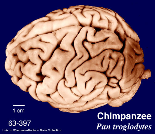 Chimp Brain
