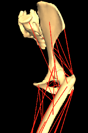 Left Leg of a Modern Chimpanzee