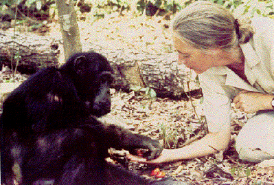 Jane Goodall with Chimpanzee