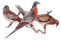 Passenger pigeon.