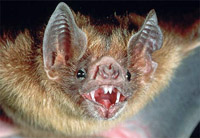 Vampire Bat.