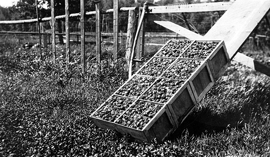 Ojibwe strawberry harvest, Mille Lacs Indian Reservation ca. 1910.