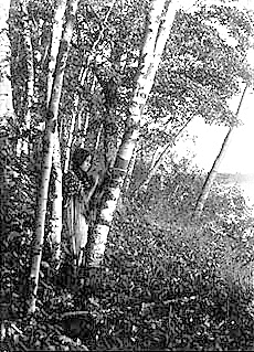 Indian woman stripping bark from tree, ca. 1920.