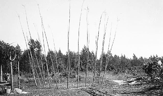 Frame for a wigwam, ca. 1910.