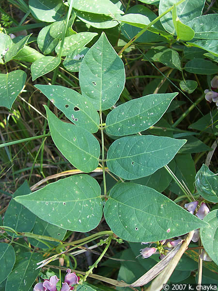 Apios americana, "Indian potato."