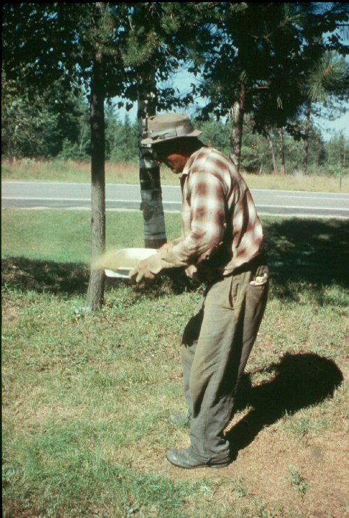 Paul Buffalo Winnowing Wild Rice