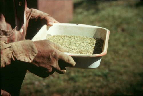 Paul Buffalo Winnowing Wild Rice