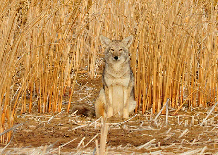 Coyote in the cattails.