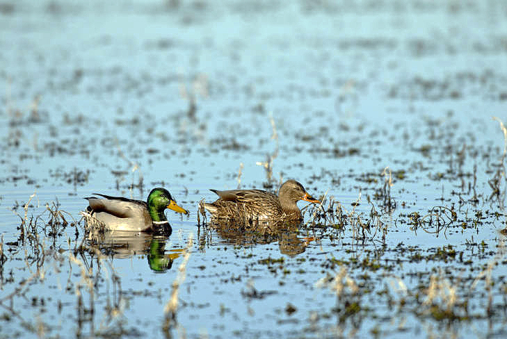 Mallards, male and female.