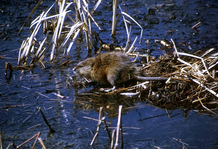 Muskrat.