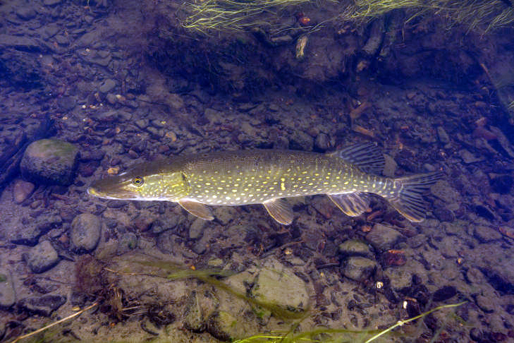 Northern Pike (Esox lucius).