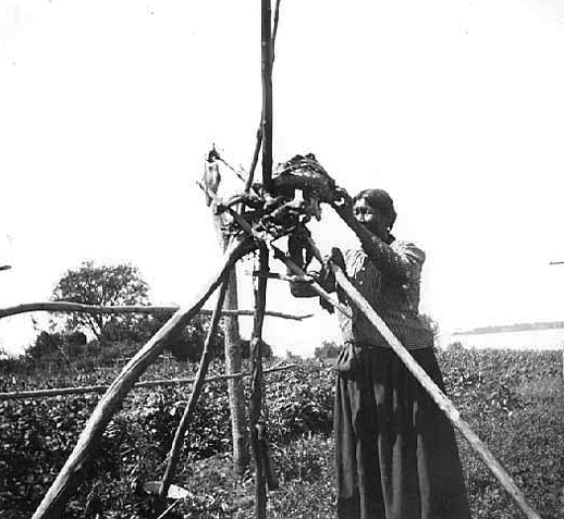 Chippewa woman curing venison over birchbark fire, Sugar Point, Leech Lake, 1900