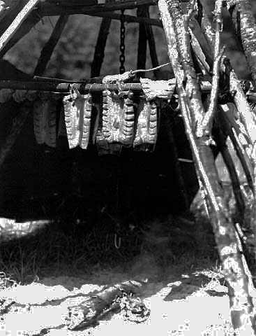 Smoking suckers (fish), Nett Lake, 1946
