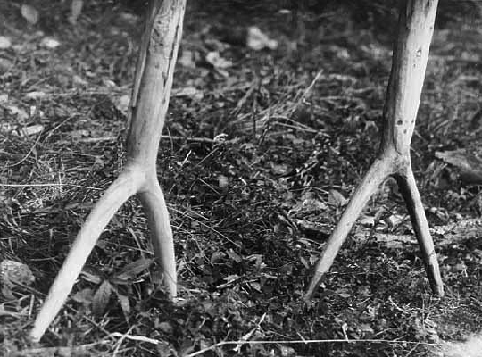 Poles for pushing rice boats, 1930