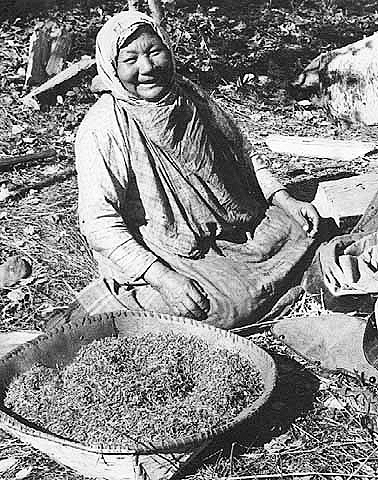 When the chaff has been blown away, the wild rice is finally ready for market, 1940