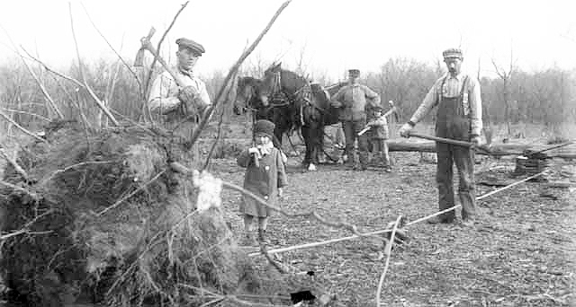 Christ Moen and Iver Knutson Grubbing tree stumps on the Iver Knutson farm in Renville County, along the Minnesota River, ca. 1915.
