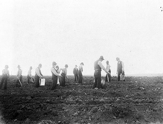 Boys working in the field at an Indian boarding school, location unknown, ca. 1900.