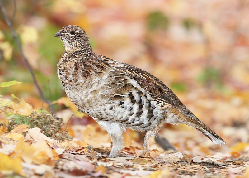 Rufous-throated Partridge