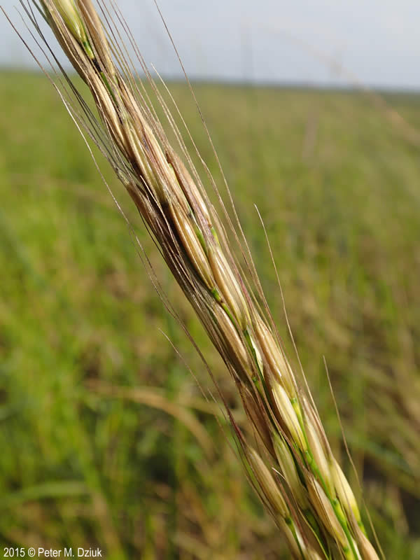 Zizania palustris, Wild rice.
