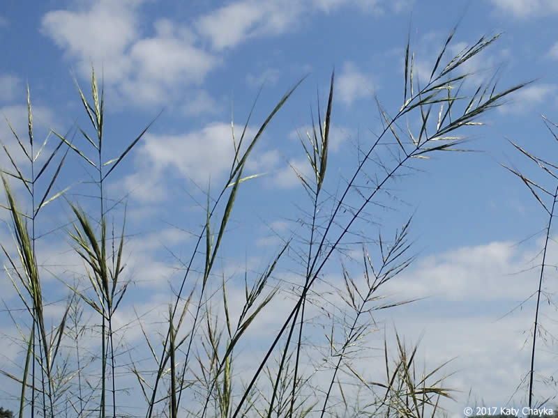 Zizania palustris, Wild rice.