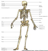 Homo sapiens -- bipedal hominid.
