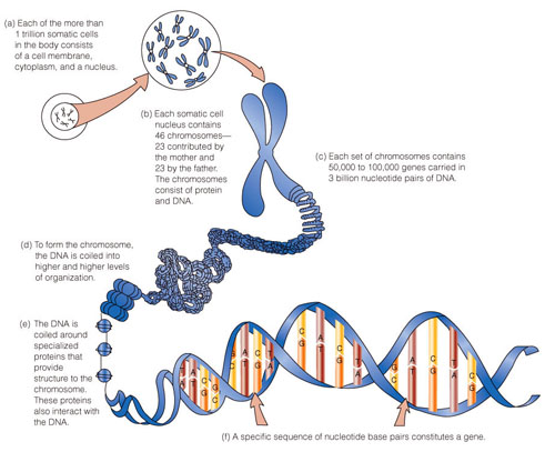 A model of a human chromosome, illustrating the relationshiopof chromosomes to DNA.