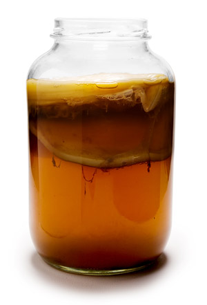 Kombucha, Mature, WikiCommons