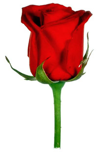 Red rose.
