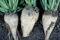 Sugar beets