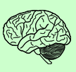 Icon: Brain
