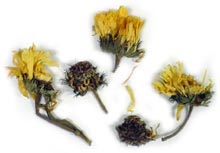 Calendula