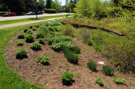 UMD Rain Garden