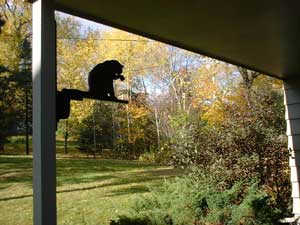 back yard