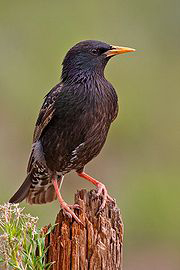 starling