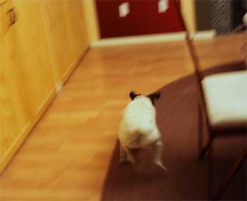 dog inside