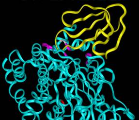 Fasciculin bound to Acetylcholinesterase