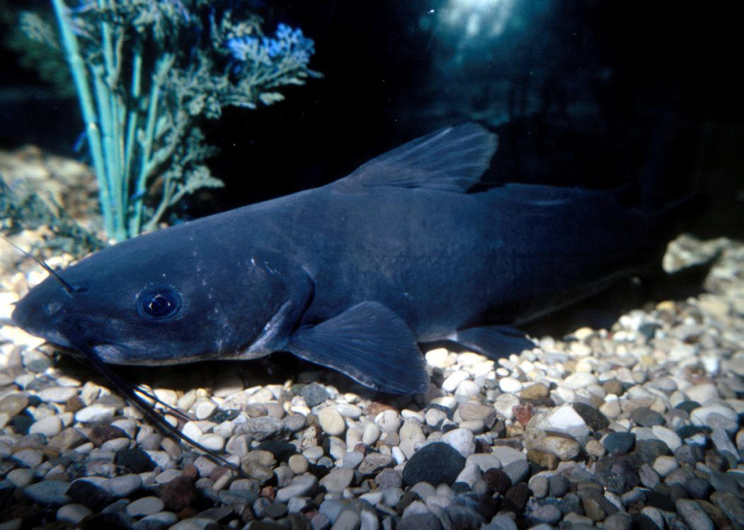 fish