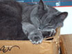 Closeup of Clovis sleeping on top of a box