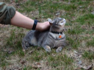 Miss Mouse being petted, head upward