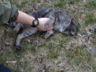 Miss Mouse getting a tummy rub