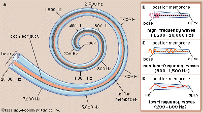 Inner Ear