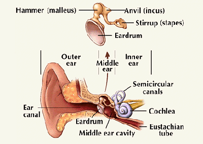 Human Ear