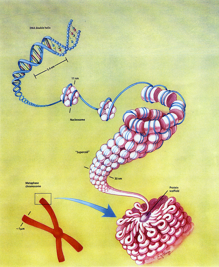 Chromosomes and DNA